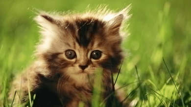 kuromi:fox5ydxdt58= cute:umm92qunhbc= hello kitty