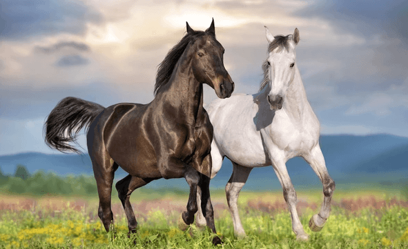 clipart:8ph6q0ltrde= horse