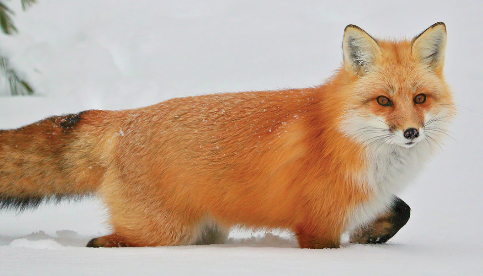 Clipart:3qierjd1rck= Red Fox