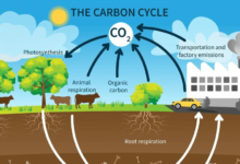 Simple:54q8kvbcyxy= Carbon Cycle