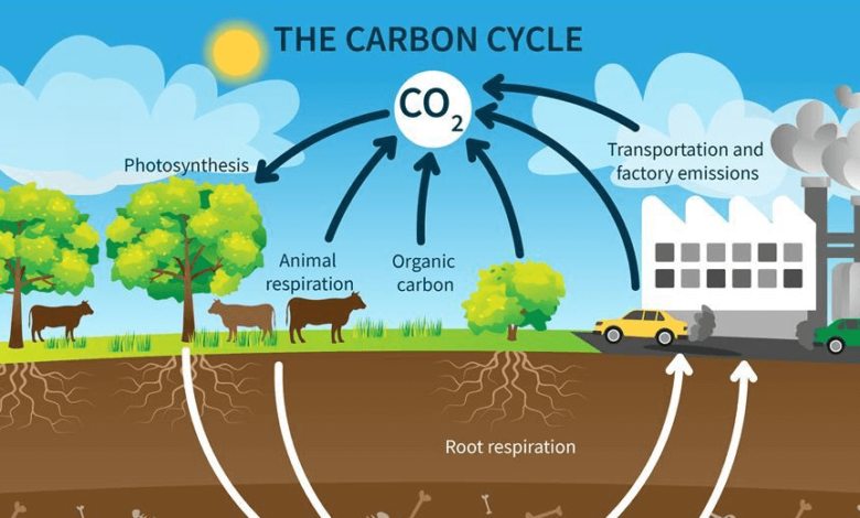 Simple:54q8kvbcyxy= Carbon Cycle