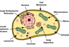 Simple:59tjk3zkog4= Eukaryotic Cell