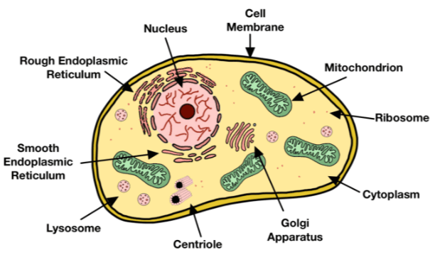 Simple:59tjk3zkog4= Eukaryotic Cell