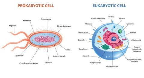 Simple:59tjk3zkog4= Eukaryotic Cell