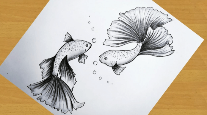 Drawing:4o7kwxpryiy= Fish Pictures