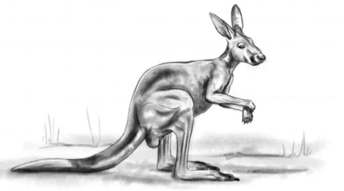 Drawing:4q2kqgqyopa= Kangaroos