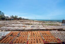 apex horizon 9492054630 unlocking